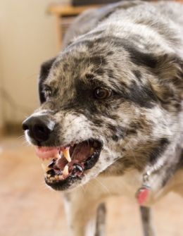 Levitt-October-2012-aggressive-dog